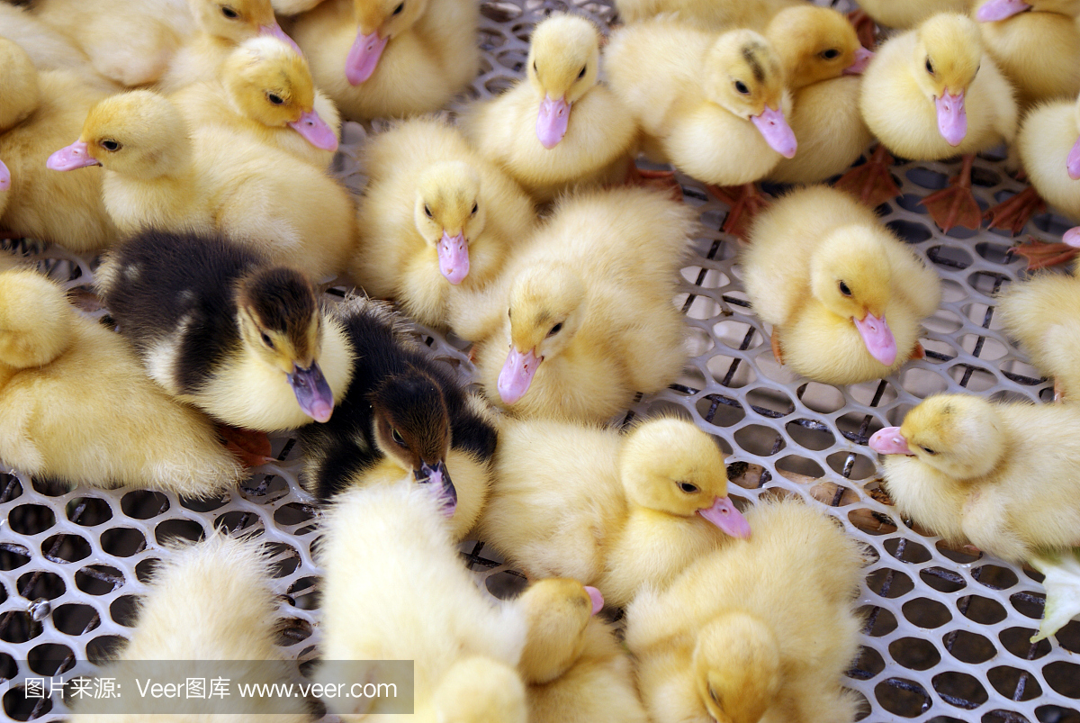 工业家禽饲养场笼养小鸭子新品种。