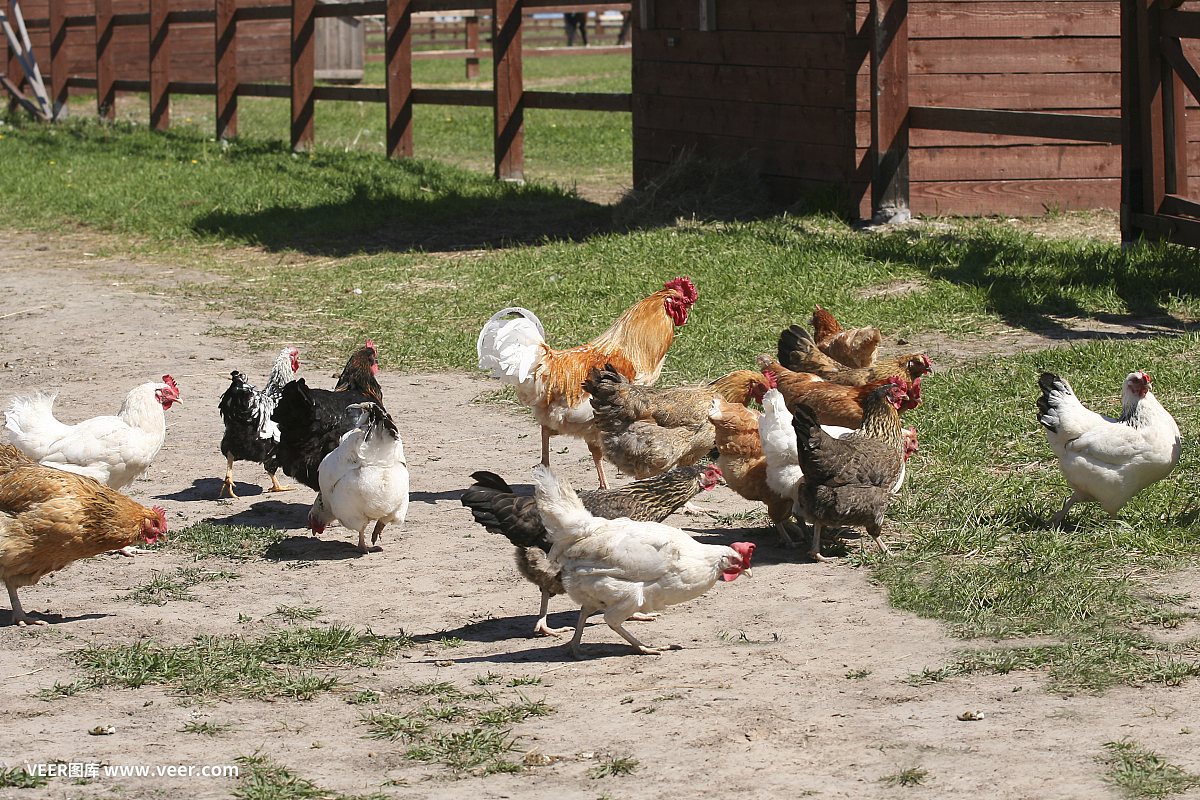 夏天饲养家禽,鸡,公鸡。